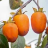 SN Persimmon Trees - Saijo (Astringent)