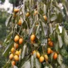 SN FRUIT COLLECTION Persimmon Trees - Weeping (Astringent)