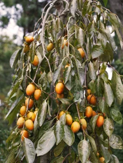 SN FRUIT COLLECTION Persimmon Trees - Weeping (Astringent)