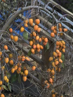 SN FRUIT COLLECTION Persimmon Trees - Weeping (Astringent)