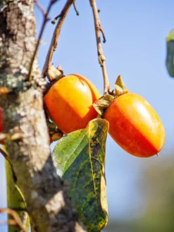 SN FRUIT COLLECTION Persimmon Trees - Weeping (Astringent)