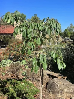 SN FRUIT COLLECTION Persimmon Trees - Weeping (Astringent)