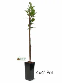 SN Pear Trees - Pineapple FRUIT COLLECTION