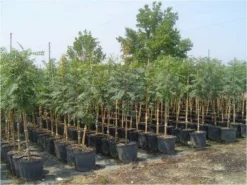 SN Pistache - Chinese