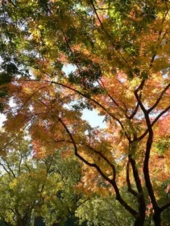 SN Pistache - Chinese