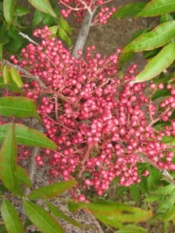 SN Pistache - Chinese