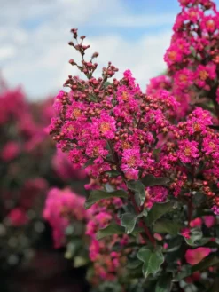 SN Crape Myrtle - First Editions® Plum Magic FLOWERING COLLECTION