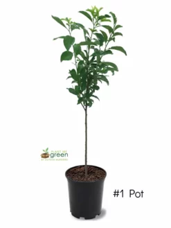 SN Plum Trees - Methley