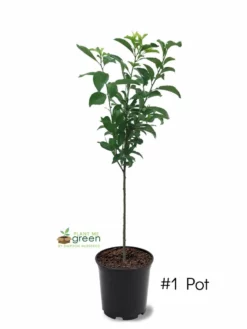 SN Plum Trees - Santa Rosa