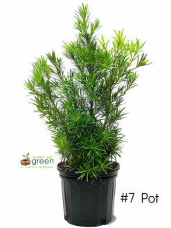 SN EVERGREEN COLLECTION Podocarpus - Yew
