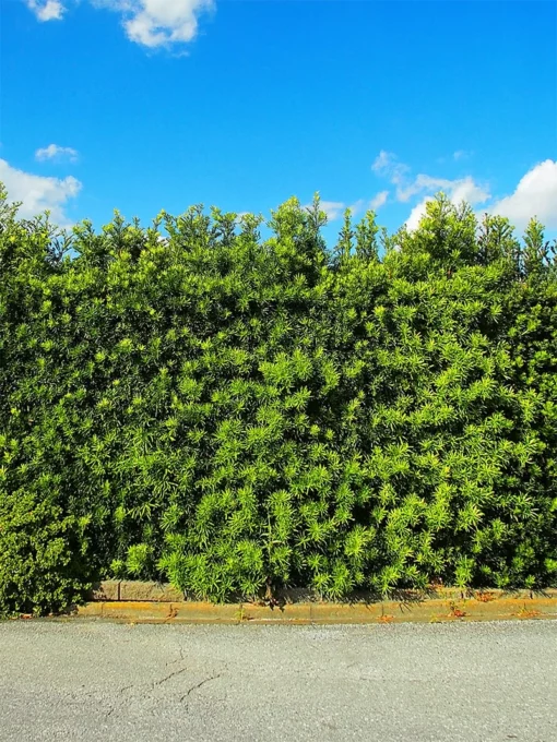 SN EVERGREEN COLLECTION Podocarpus - Yew