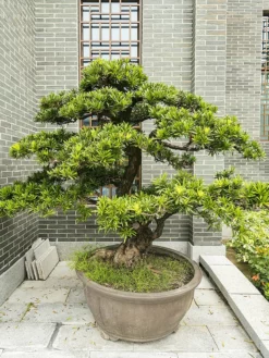 SN EVERGREEN COLLECTION Podocarpus - Yew