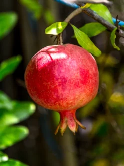 SN Pomegranate Trees - Russian #26 FRUIT COLLECTION