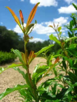 SN Pomegranate Trees - Wonderful FRUIT COLLECTION