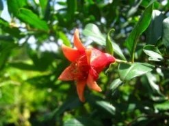 SN Pomegranate Trees - Wonderful FRUIT COLLECTION