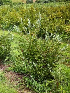 SN Blueberries Blueberry - Powder Blue (Rabbit Eye)