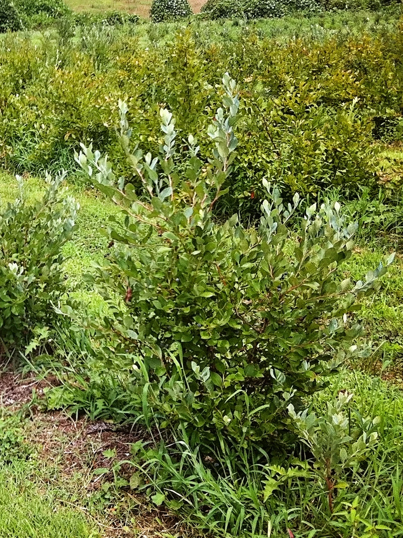 SN Blueberries Blueberry - Powder Blue (Rabbit Eye)