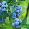 SN Blueberries Blueberry - Premier (Rabbit Eye)