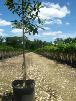 SN FLOWERING COLLECTION Crabapple - Robinson