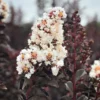 SN Crape Myrtle - Black Diamond Pure White FLOWERING COLLECTION