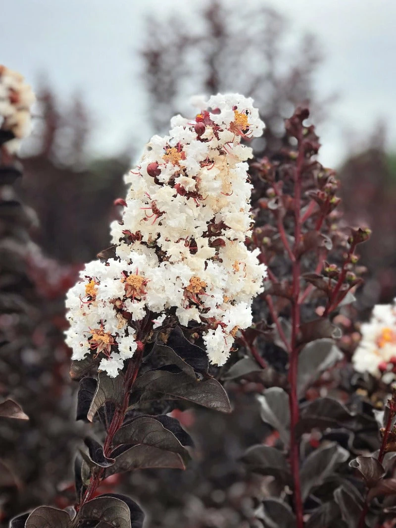 SN Crape Myrtle - Black Diamond Pure White FLOWERING COLLECTION