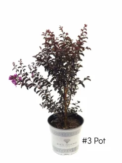 Plant Me Green Crape Myrtle - Black Diamond Purely Purple FLOWERING COLLECTION