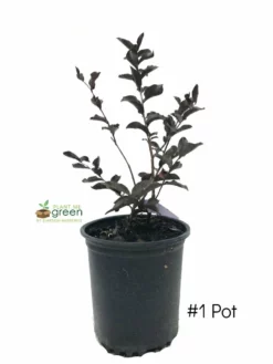 Plant Me Green Crape Myrtle - Black Diamond Purely Purple FLOWERING COLLECTION