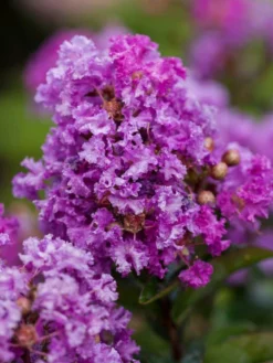 SN FLOWERING COLLECTION Crape Myrtle - First Editions® Purple Magic
