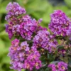 SN FLOWERING COLLECTION Crape Myrtle - First Editions® Purple Magic