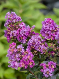 SN FLOWERING COLLECTION Crape Myrtle - First Editions® Purple Magic