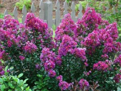 SN FLOWERING COLLECTION Crape Myrtle - First Editions® Purple Magic