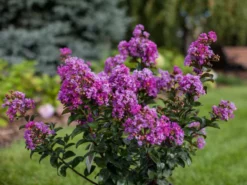 SN FLOWERING COLLECTION Crape Myrtle - First Editions® Purple Magic