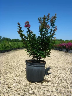 SN FLOWERING COLLECTION Crape Myrtle - First Editions® Purple Magic