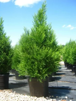 SN Cryptomeria - Radicans