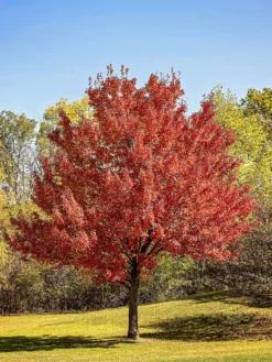 SN SHADE COLLECTION Maple - Red