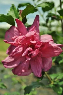 SN Althea - Double Red FLOWERING COLLECTION