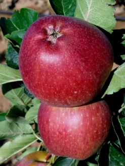 SN Apple Trees - Red Delicious