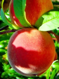 SN FRUIT COLLECTION Peach Trees - Red Haven