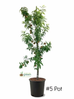 SN FRUIT COLLECTION Peach Trees - Red Haven