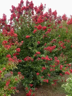 SN Crape Myrtle - First Editions® Ruffled Red Magic