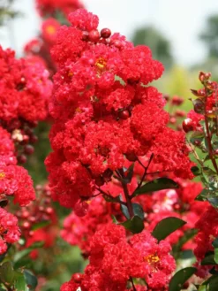 SN Crape Myrtle - First Editions® Ruffled Red Magic