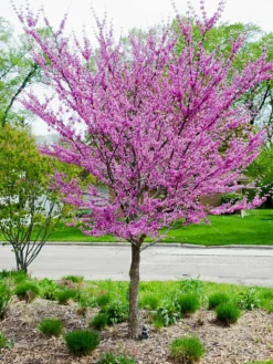 SN FLOWERING COLLECTION Redbud - Eastern