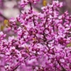 SN Redbud - Forest Pansy FLOWERING COLLECTION