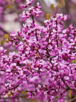 SN Redbud - Forest Pansy FLOWERING COLLECTION