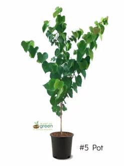 SN FLOWERING COLLECTION Redbud - Eastern