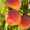 SN FRUIT COLLECTION Peach Trees - Redskin