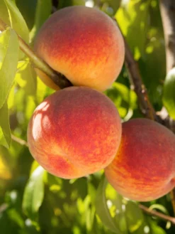 SN FRUIT COLLECTION Peach Trees - Redskin