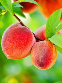 SN Peach Trees - Rio Grande