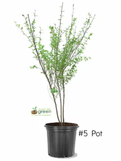 SN River Birch - Dura Heat