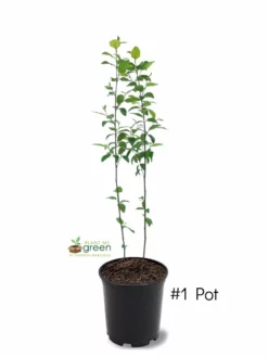 SN River Birch - Dura Heat